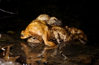 30282 Bufo bufo (Rospo comune)